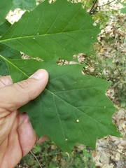 Zopheroteras sphaerula