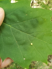 Zopheroteras sphaerula