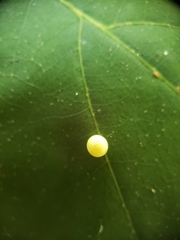 Zopheroteras sphaerula