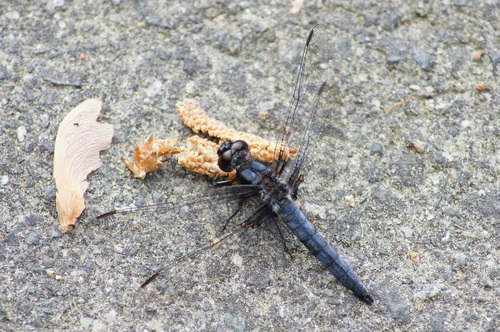 Ladona deplanata
