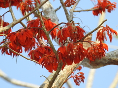 Erythrina ulei