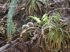 Hechtia pretiosa