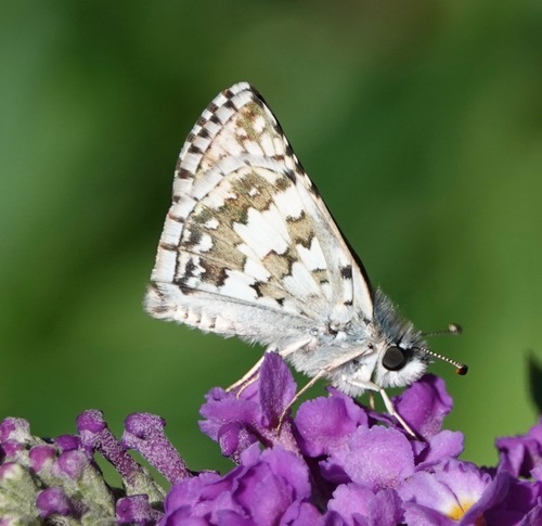 Common Checkered-Skipper, photo 2 of 10