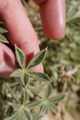 Lupinus lapidicola