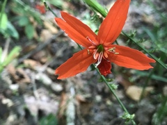 Silene subciliata