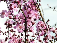Physocalymma scaberrimum