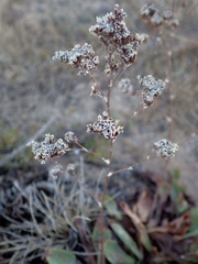 Limonium nydeggeri