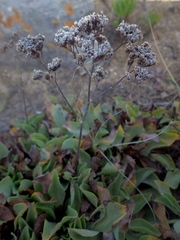 Limonium nydeggeri