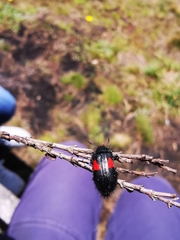 Astylus aulicus