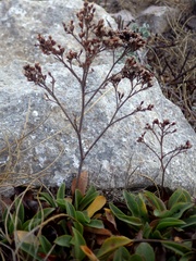 Limonium nydeggeri