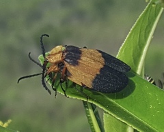 Lycus sallaei