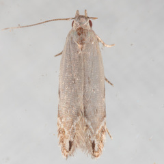 Battaristis nigratomella