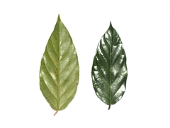 Ficus trichocarpa
