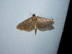 Psara obscuralis