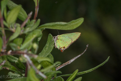 Cyanophrys miserabilis