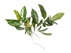 Ficus scortechinii