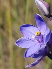 Thelymitra purpurata