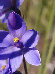 Thelymitra purpurata