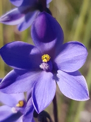 Thelymitra purpurata