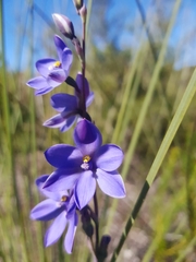 Thelymitra purpurata