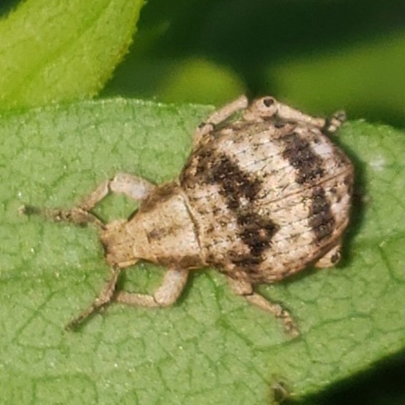 Two-banded Japanese Weevil from Millersville, MD 21108, USA on August ...