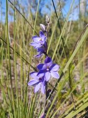 Thelymitra purpurata
