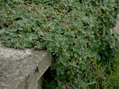 Geranium macrorrhizum