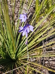 Thelymitra purpurata