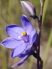 Thelymitra purpurata