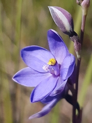 Thelymitra purpurata