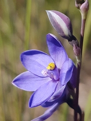 Thelymitra purpurata
