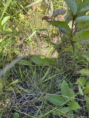 Spiranthes magnicamporum