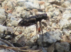 Cicindela hydrophoba