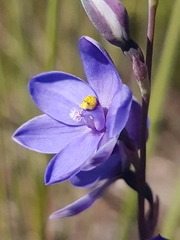Thelymitra purpurata