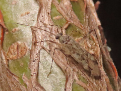 Phytocoris longipennis