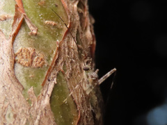 Phytocoris longipennis