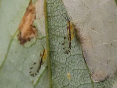Eucallipterus tiliae