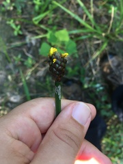 Xyris laxifolia iridifolia