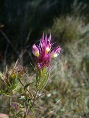 Melampyrum arvense