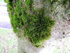 Cryphaea heteromalla