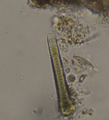 Calothrix