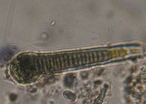 Calothrix observed 2020-08-18
