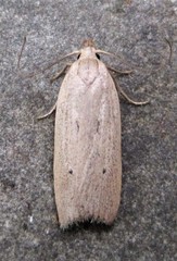 Gonioterma mistrella