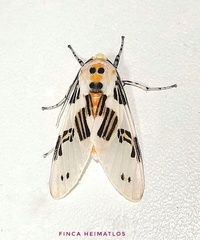 Idalus daga