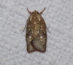 Euchaetis metallota