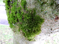 Cryphaea heteromalla