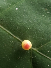 Zopheroteras sphaerula