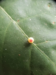 Zopheroteras sphaerula