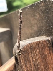 Parallelia bistriaris