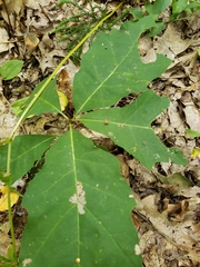 Zopheroteras sphaerula